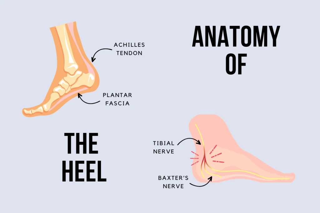 An illustration of the anatomy of the heel, showing a side view of the foot skeleton labelling the Achilles tendon, plantar fascia, tibial nerve, and Baxter's nerve.